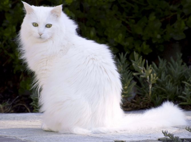 Турецкая ангора: фото и описание породы, цена котенка, характер кошки