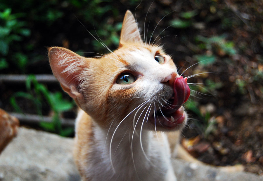 Эгейская кошка: описание породы, характер, цены, фото
