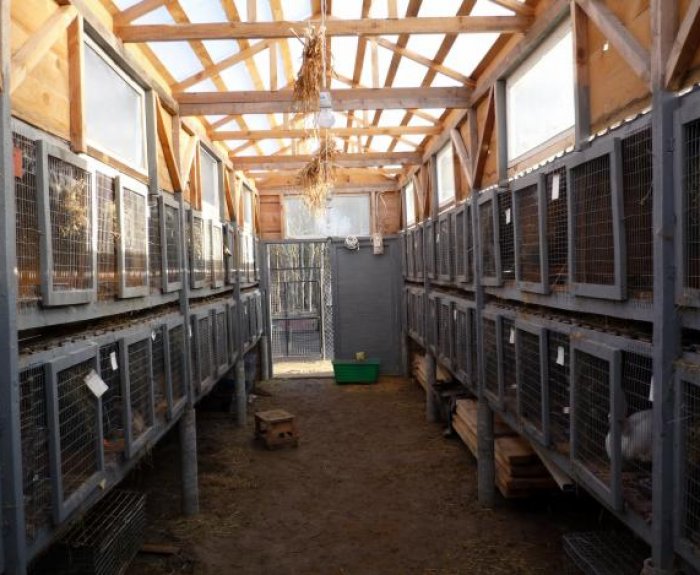 Разведение кроликов как бизнес: выгодно или нет содержать кроличью ферму