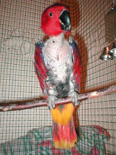 Почему попугай корелла выщипывает перья у себя