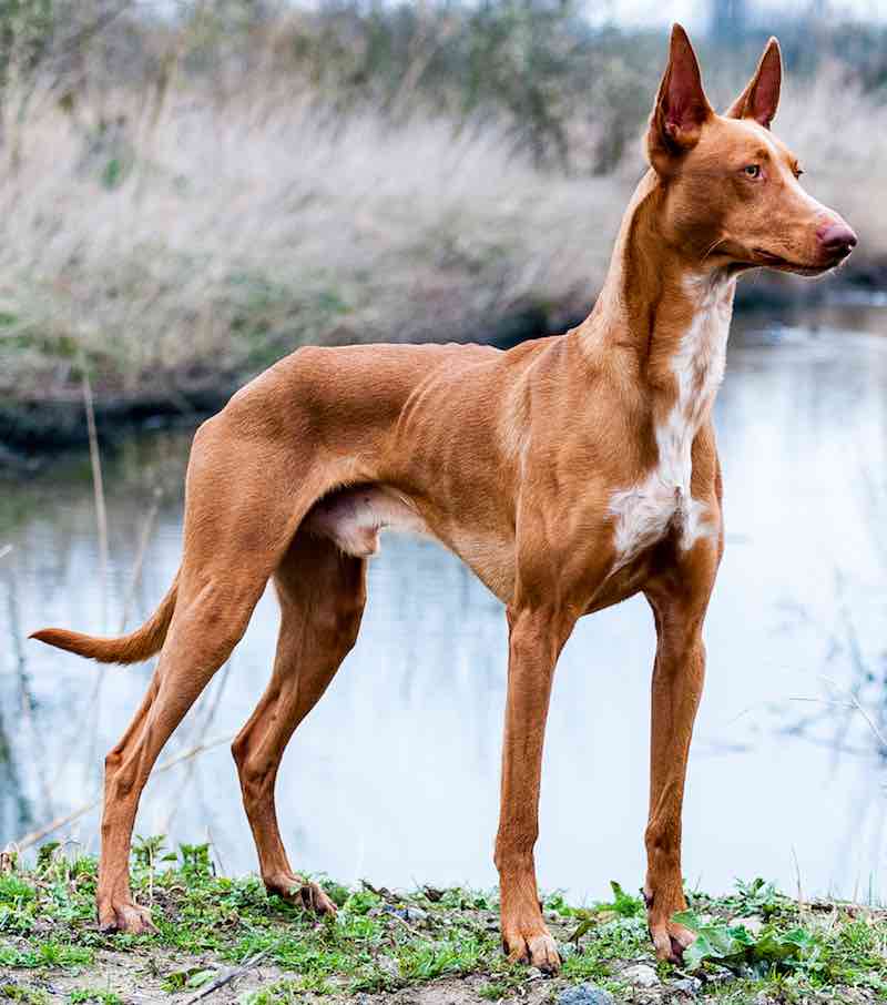 Описание породы фараонова собака