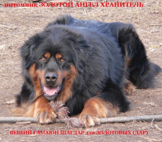 Бурят-монгольский волкодав (хотошо): описание и характеристика породы