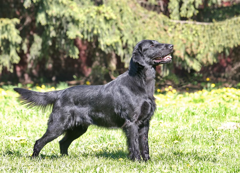 Характеристика собак породы прямошерстный ретривер с отзывами и фото