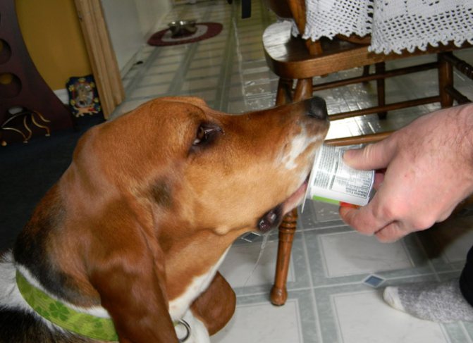 Можно ли молоко собакам? ответ ветеринара | блог ветклиники "беланта"