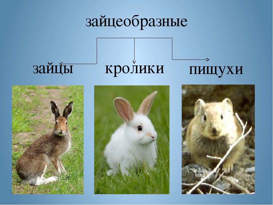 Зайцы: описание, среда обитания, чем питаются, сколько живут