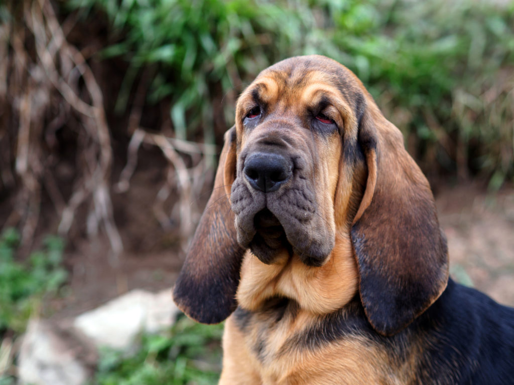 Бладхаунд собака. описание, особенности, уход и цена бладхаунда