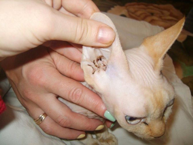 Болезни печени у кошек (гепатит, гепатоз, цирроз, холецистит): симптомы и лечение - kotiko.ru