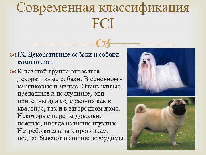 Классификации пород собак | hill's