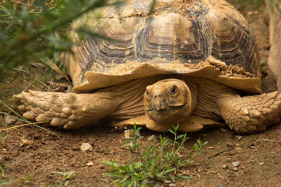 Сколько лет живут черепахи домашние маленькие