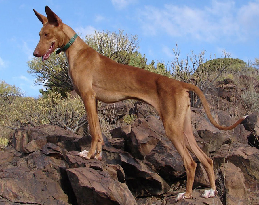 Самые красивые собаки на свете — топ 37 пород с фото и описанием