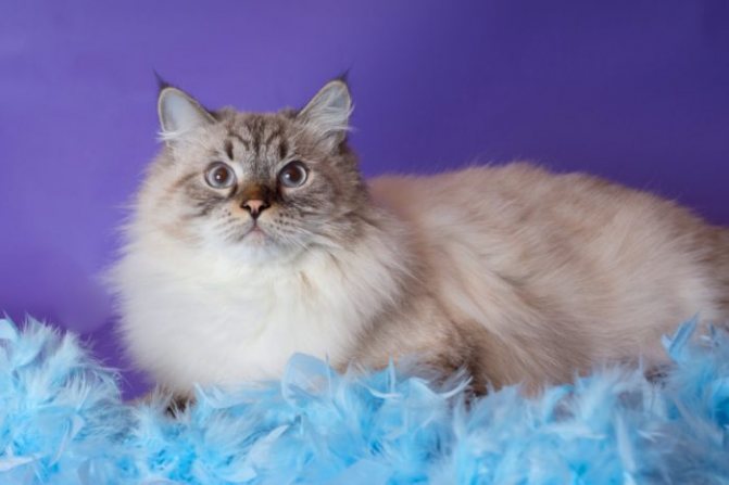 Невская маскарадная: голубоглазая кошка с шармом