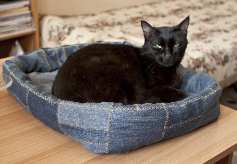 Как сделать лежак для кошки: пошаговая инструкция с фото