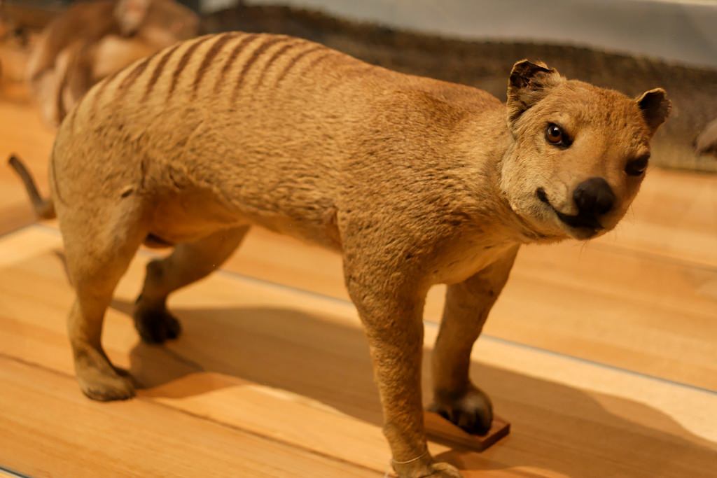 Сумчатый волк тилацин — интересные факты | хищники | багира гуру