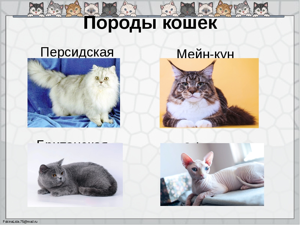 Самые популярные породы кошек в мире топ-10 - wlcat.ru