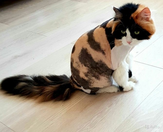Как подстричь кошку в домашних условиях