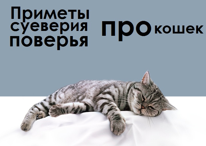 Кот ушел из дома: когда он вернется обратно, почему кошки убегают и не возвращаются, как их вернуть?