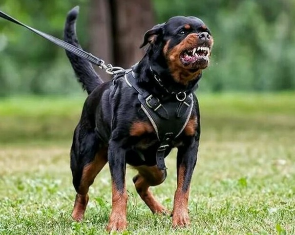 Самые опасные собаки в мире топ 10 - pet-mir.ru
