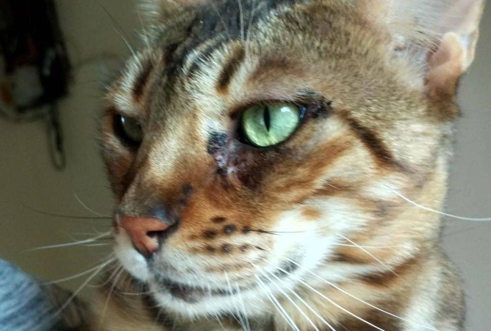 Ринотрахеит у кошек