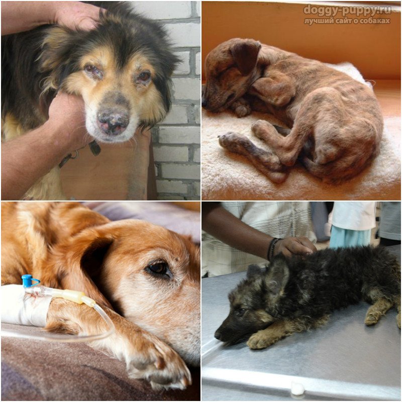Чумка у собак: признаки, лечение, профилактика (прививки) - здоровье животных | сеть ветеринарных клиник, зоомагазинов, ветаптек в воронеже