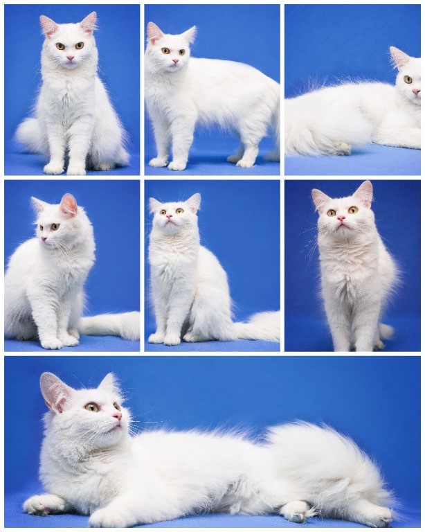 Русские кошки (32 фото): российские породы котов, описание белых, серых и черных пород котят из россии