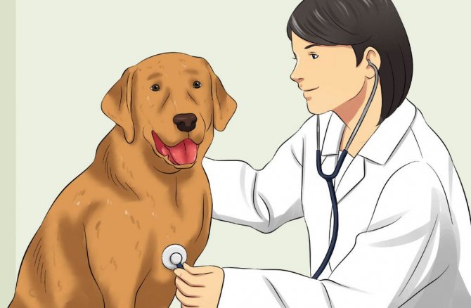 Почему собака часто дышит - нормы, основные причины частого дыхания у собак и возможные проблемы со здоровьем