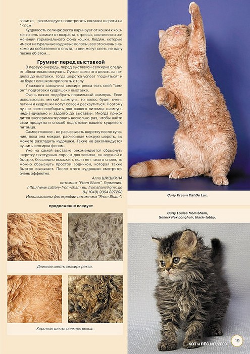 Кошки рексы (23 фото): описание немецких и богемских, голландских и других пород котов рексов