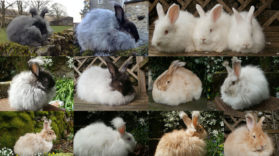 Кролики ангорской породы, описание и особенности пуховых кроликов
