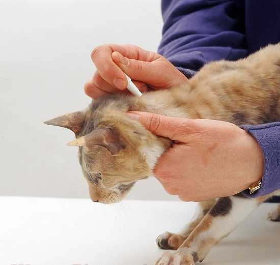 Блохи у котят: как вывести, правила использования средств от паразитов | блог ветклиники "беланта"