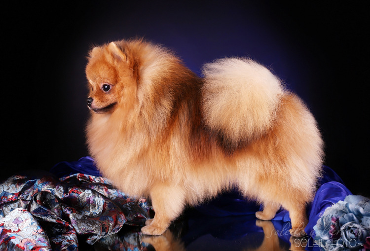 Немецкие шпицы: фото и видео породы собак, описание стандарта малых, средних и больших шпицев