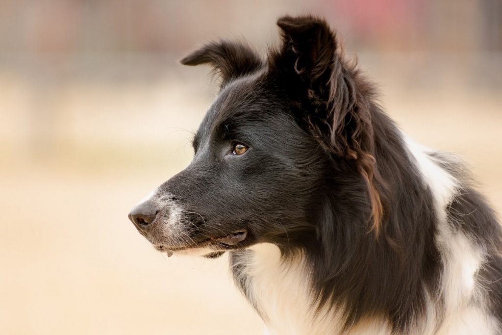 Самые умные породы собак с фото и описанием (топ 10)