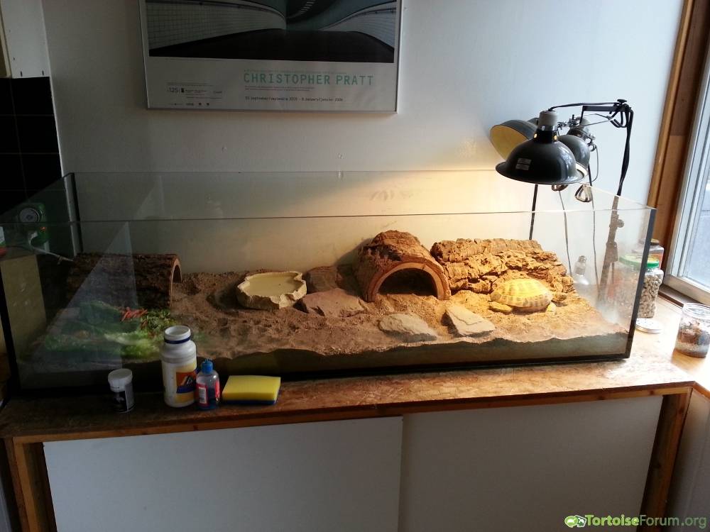 Островок для красноухой черепахи своими руками – строим берег в акватеррариуме