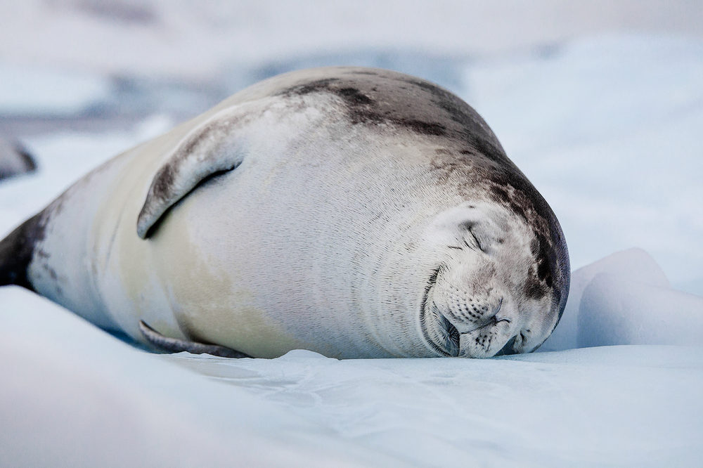 Морские слоны: виды, фото, описание, образ жизни тюленей