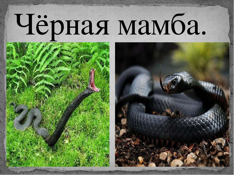 Укусы ядовитых змей, виды отравления змеиным ядом. что делать если укусила змея, первая помощь.
