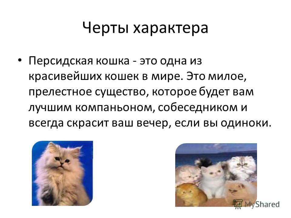 Персидская кошка: описание породы и фото, уход и содержание, цена котят + отзывы