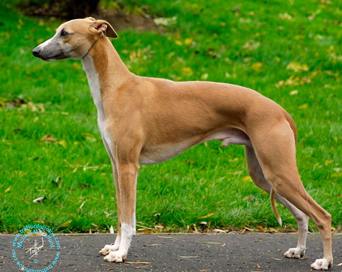 Уиппеты (42 фото): характеристика породы английская борзая, подходящая одежда для щенков, отзывы владельцев собак