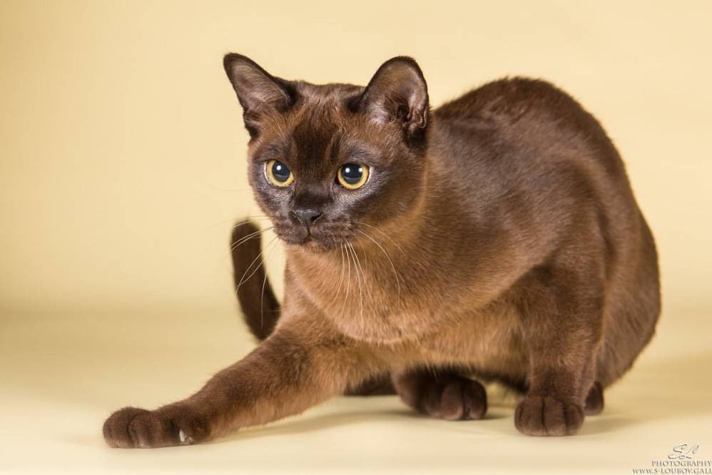 Характер бурманской кошки (31 фото): описание поведения породы. может ли кошка постоять за себя?