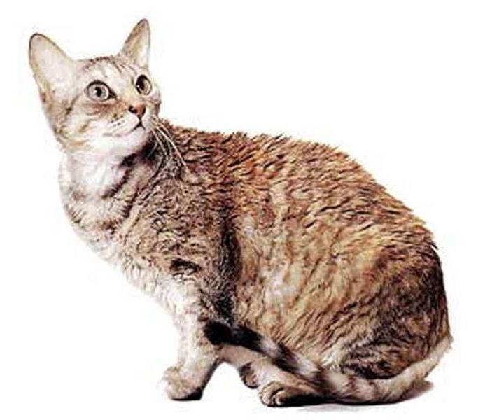 Немецкий рекс: фото и описание экстерьера кошек этой породы, характер и особенности содержания