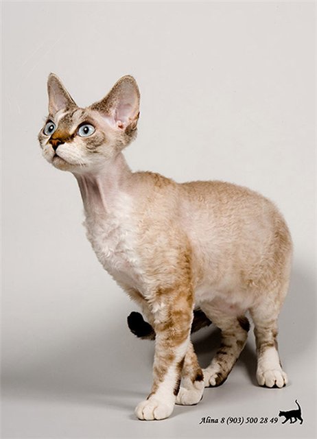 Сфинксы кошки: все виды лысых пород с описанием и фото