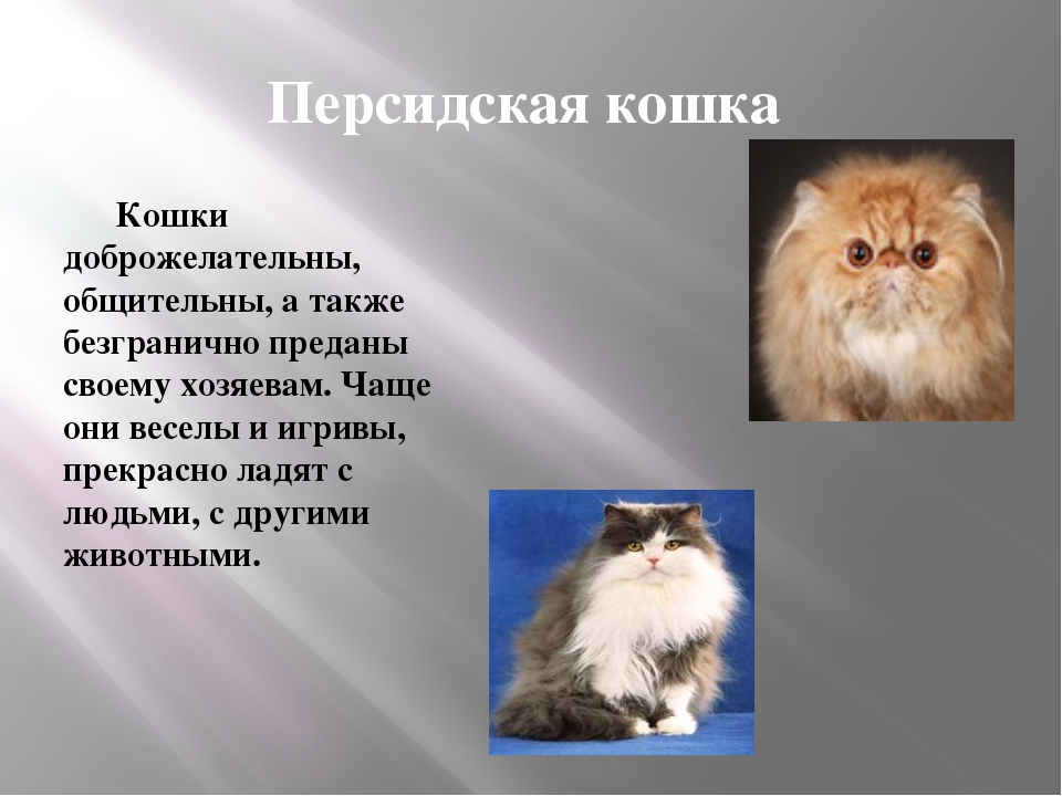 Описание и фото персидской кошки, особенности породы, характер перса и содержание в домашних условиях