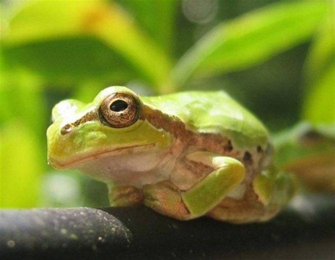 Свист древесная лягушка - whistling tree frog