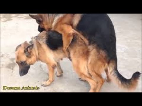 Почему собаки слипаются при спаривании