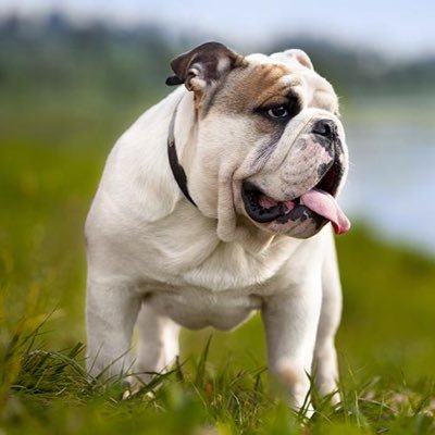 Ожирение у собак: симптомы, лечение, последствия без вмешательства, диета и корм - блог о животных - zoo-pet.ru