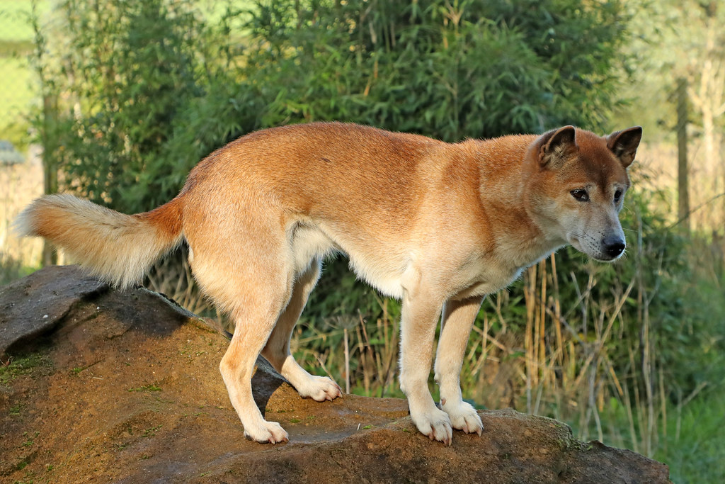 Собака динго: фото, видео и описание породы собак в домашних условиях