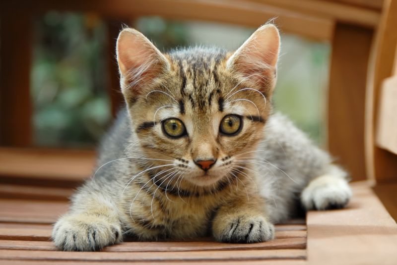 Европейская короткошерстная кошка фото и цена породы european shorthair cat