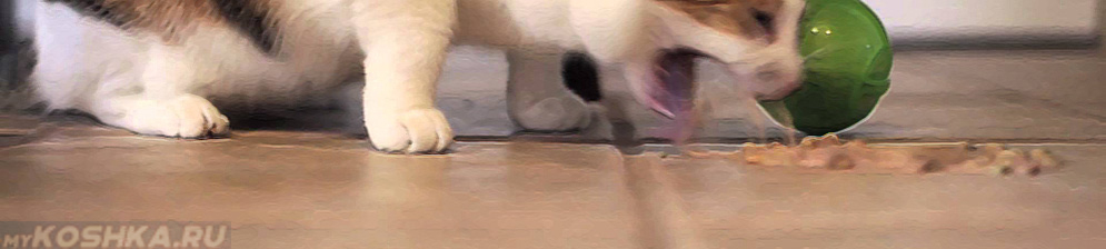 Рвота у кошки белой пеной: опасные и неопасные причины, лечение дома и у ветеринара