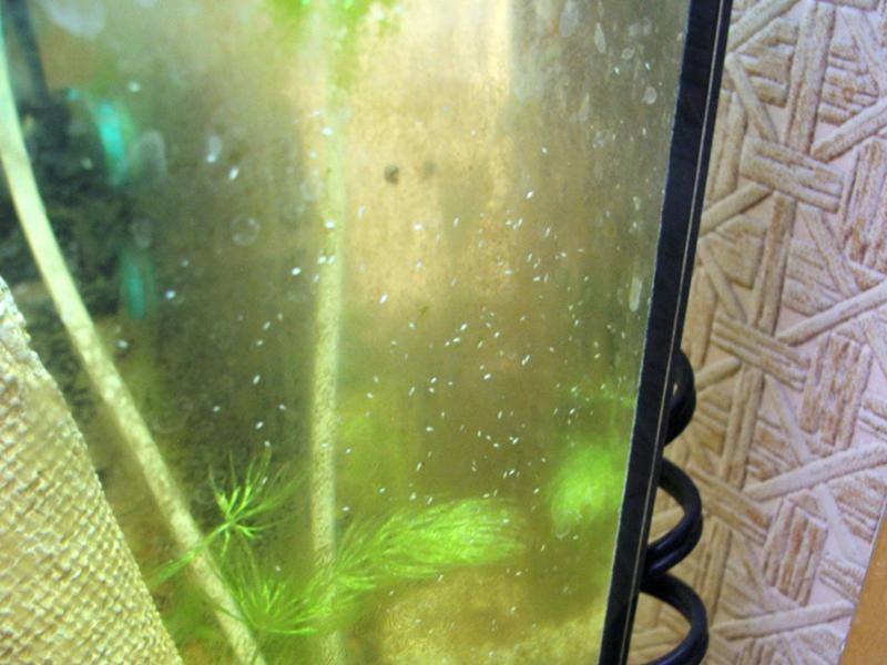 Почему желтеет вода в аквариуме: от чего и что с этим можно быстро сделать, чтоб она стала прозрачной вновь