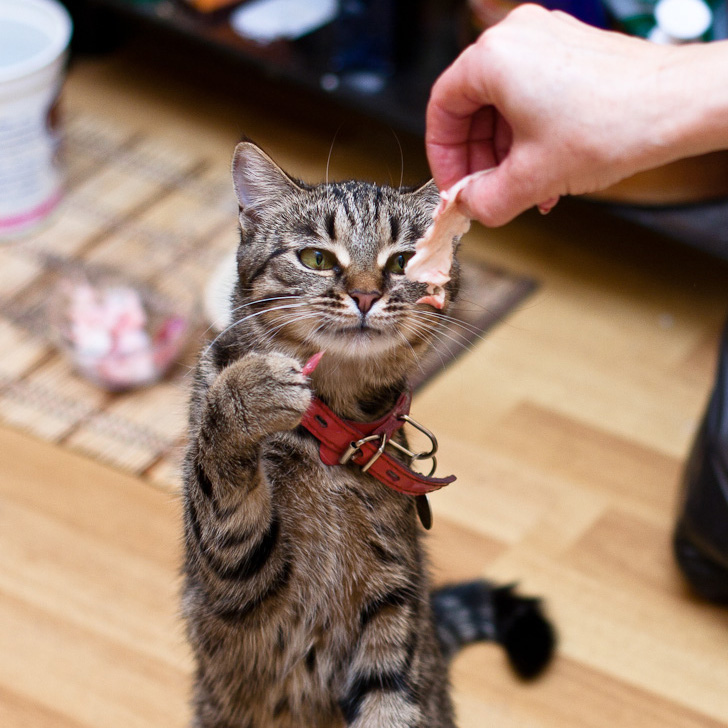 Дрессировка кошек: готовим домашнего артиста