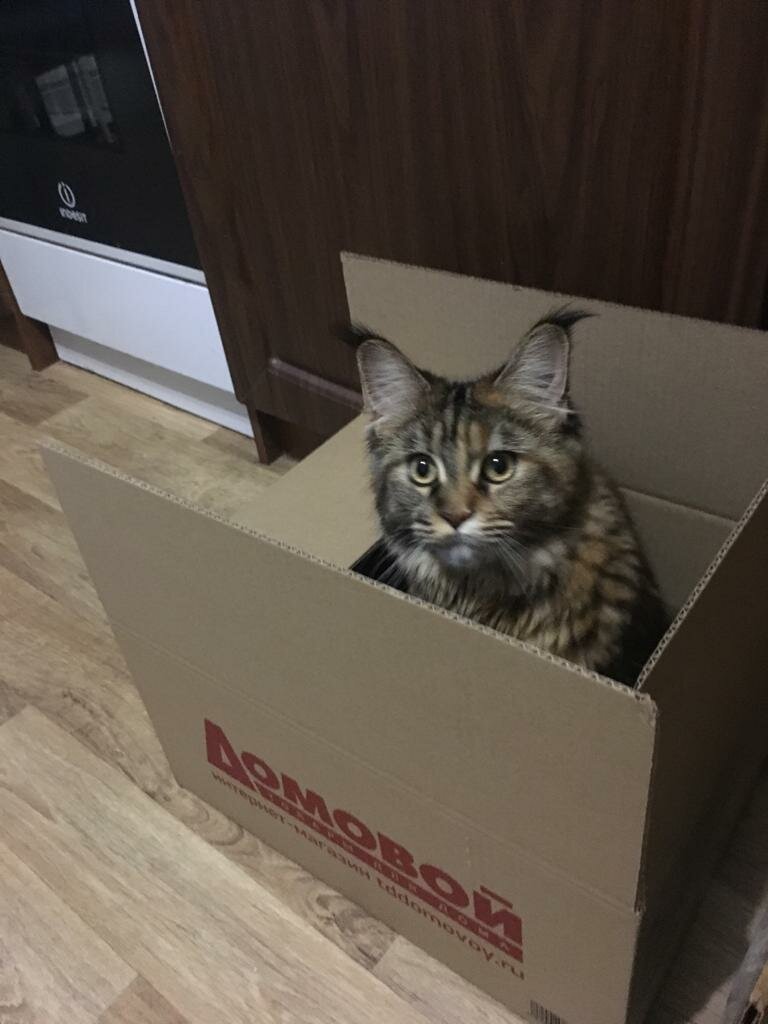 Почему кошки любят коробки