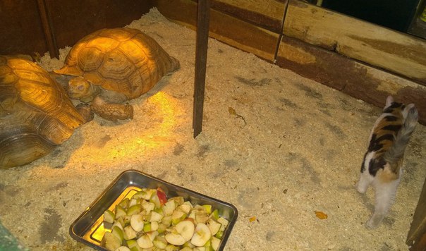 ᐉ пьют ли сухопутные черепахи воду, как поить черепаху в домашних условиях - zoopalitra-spb.ru