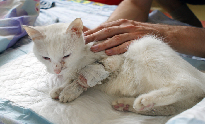Кожные болезни кошек симптомы и лечение фото